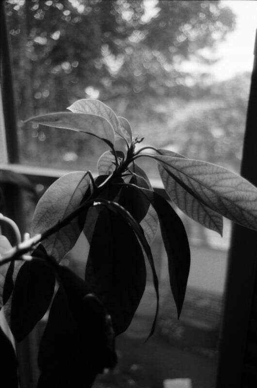 Close-up of a leafy plant with sunlight filtering through a window behind it, casting shadows and creating a soft, blurred background.