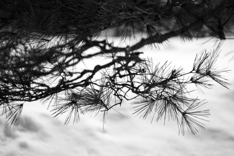 Black and white image of a pine branch with needle-like leaves in focus. The background is blurred, emphasizing the intricate pattern of the branches and needles.