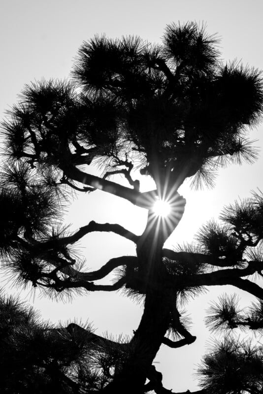 A black and white image of a tree with a thick trunk and intricate branches. Sunlight shines through the branches, creating a starburst effect against the sky. The needles and branches form a lacy silhouette.