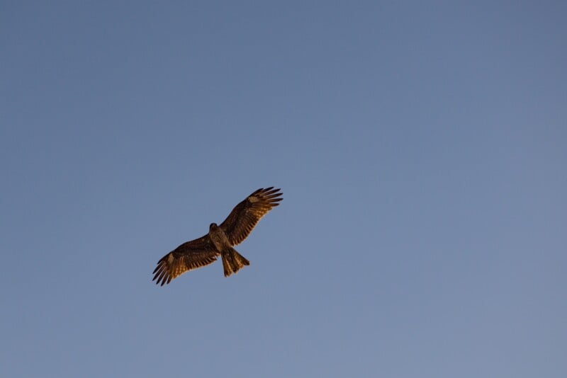 A brown bird of prey with outstretched wings soars gracefully against a clear blue sky. The bird's details and feathers are visible as it flies in an open and expansive setting.