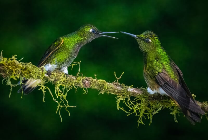 Two vibrant green hummingbirds perched on a mossy branch face each other against a blurred dark green background.