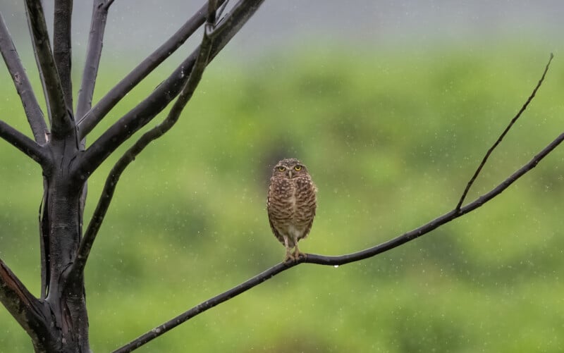 A small brown owl with yellow eyes perches on a bare, dark branch of a tree during rainfall, with a blurred green background.