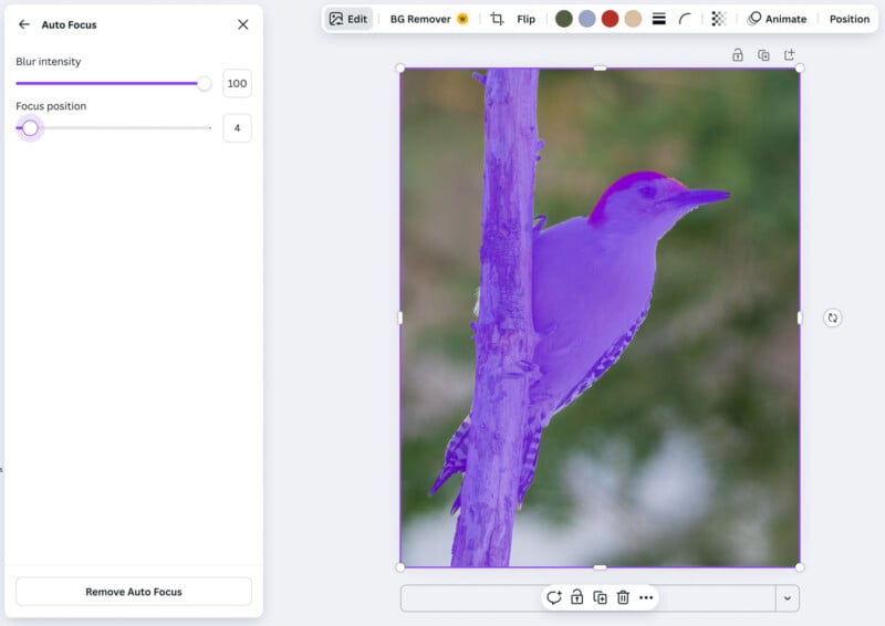 A woodpecker clings to the side of a tree trunk. The image has a purple filter and a blurred background, with editing tools visible on the left side of the screen.