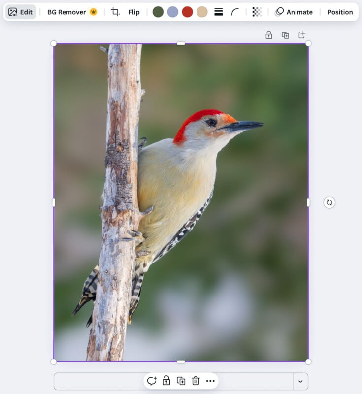 A red-bellied woodpecker with a bright red head and pale body clings to the side of a tree trunk, set against a blurred green background.