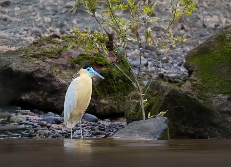 A white heron with blue facial skin stands on rocky ground near green mossy rocks and sparse vegetation by the edge of a calm river.