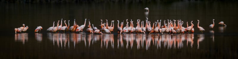 A large group of flamingos stands in shallow, dark water, some with heads down feeding, their pink bodies and legs reflected on the calm surface. One flamingo stands apart in the background.