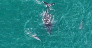 Aerial view of a whale swimming near the ocean surface, with a dolphin nearby in clear turquoise water.
