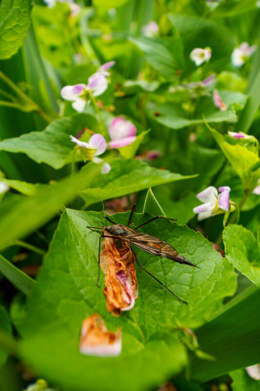 A brown crane fly rests on a large green leaf with wilted edges, surrounded by lush greenery and small pink and white flowers in the background.