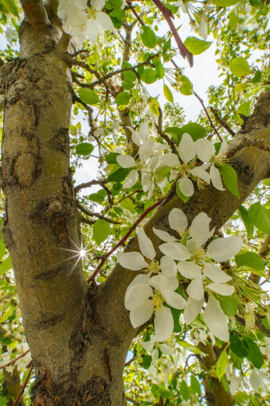 Close-up view of a tree trunk with clusters of white blossoms and green leaves. Sunlight creates a starburst effect through the branches, giving a bright and fresh springtime atmosphere.
