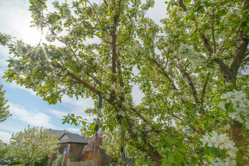 A sunlit tree with green leaves and white blossoms stands in front of houses on a bright, clear day, with rays of sunlight shining through the branches.