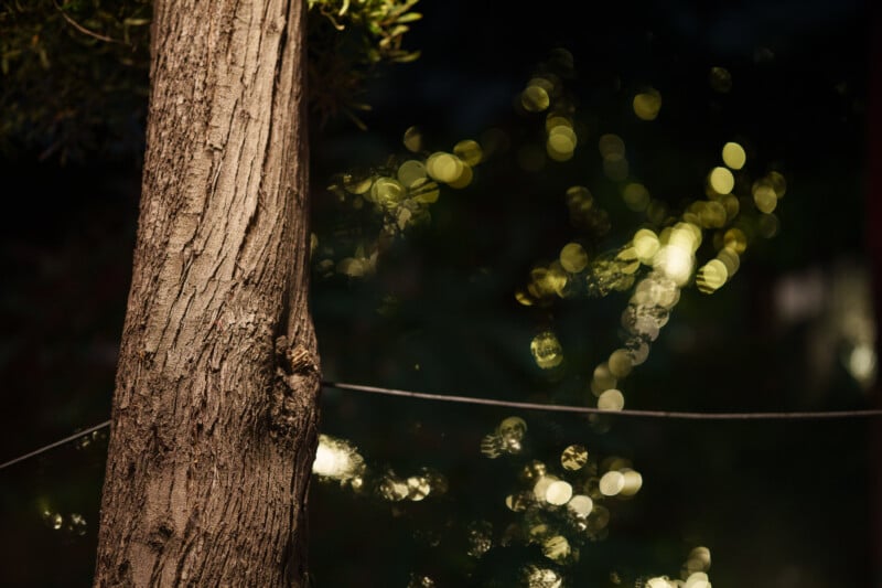 A close-up of a tree trunk at night with a thin wire stretched across and blurred yellow lights creating a bokeh effect in the dark background.