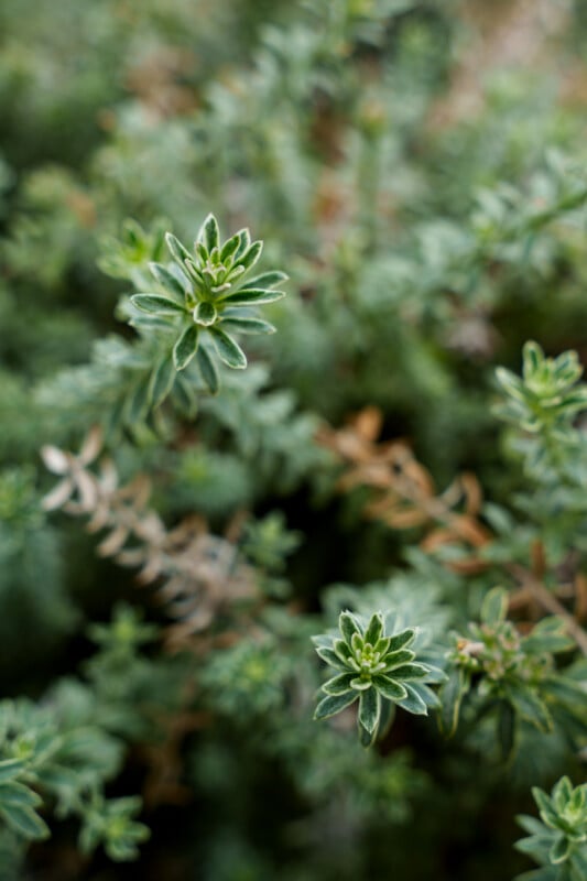 Close-up of green thyme herb sprigs with small, pointed leaves and blurred foliage in the background.