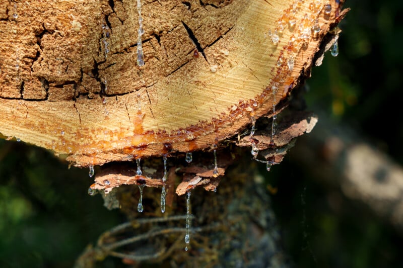 Close-up of a freshly cut tree trunk with rough bark and drops of sap dripping down the exposed wood. Sunlight highlights the texture and color of the wood and resin.