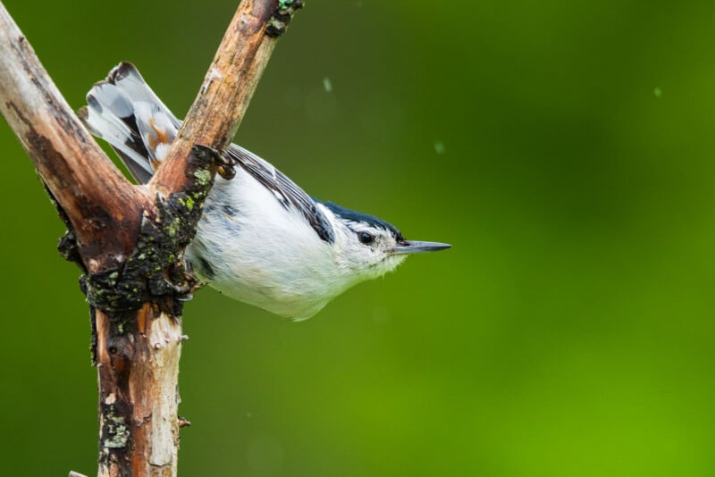 A white-breasted nuthatch clings to the side of a tree branch, facing downward, against a blurred green background.