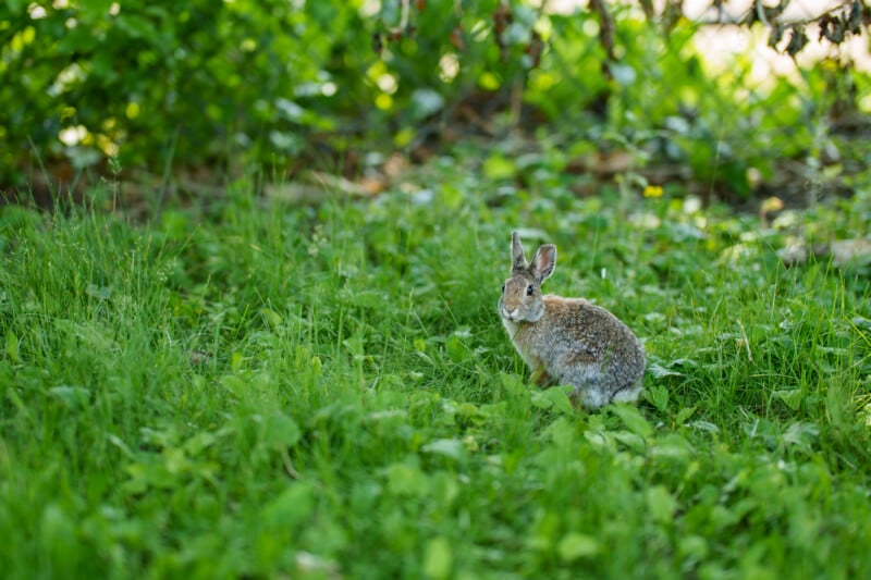 A brown and gray rabbit sits in green grass surrounded by leafy plants, with a blurred background of foliage and sunlight filtering through the trees.