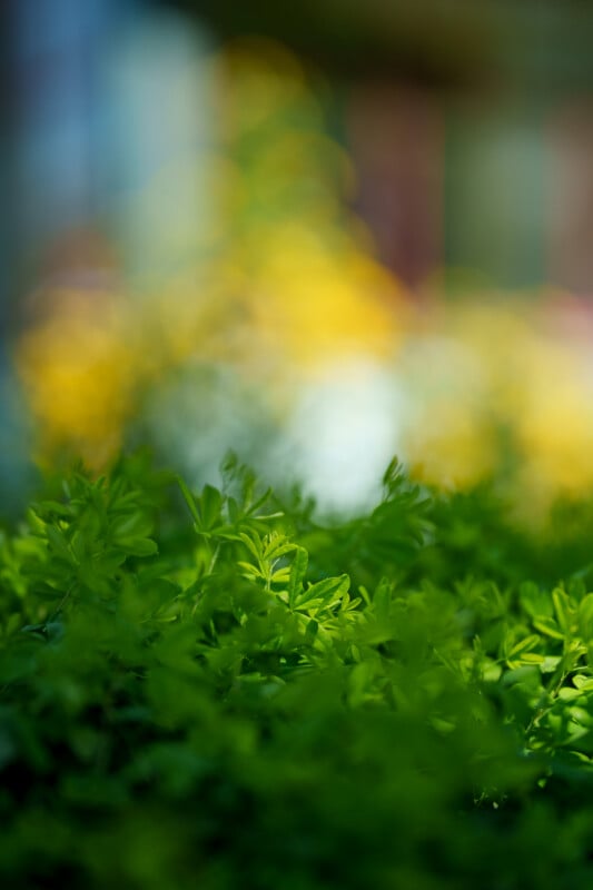 Bright green leafy plants in the foreground with a soft-focus background of yellow and green, creating a vibrant, natural scene.