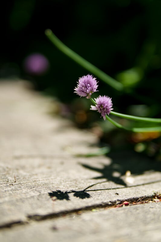 A close-up of two purple chive blossoms growing next to a weathered wooden surface, with their shadows cast on the wood and a dark, blurred background.