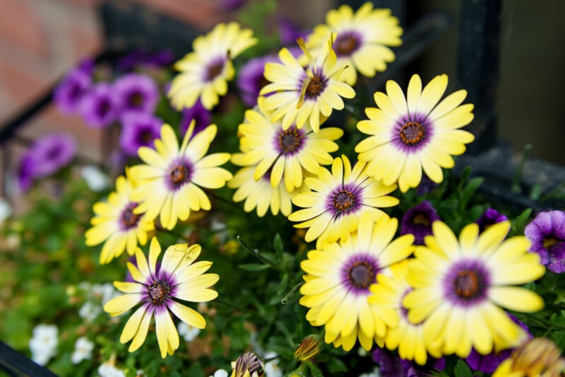 A cluster of yellow daisies with purple centers blooms among green leaves and small purple flowers in a garden setting.