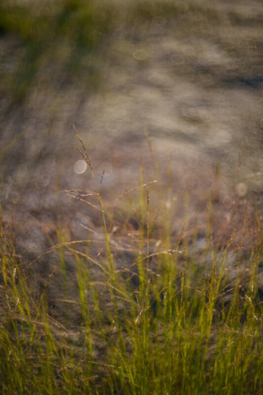 Close-up of tall, thin grass with delicate seed heads against a softly blurred background of earth and sunlight, creating a dreamy, natural scene.