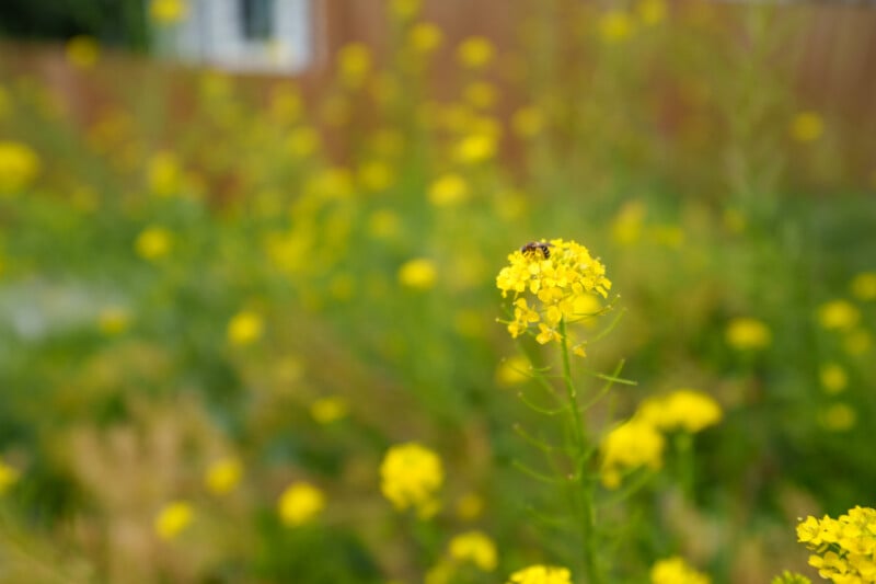 A bee sits on a cluster of bright yellow flowers in sharp focus, with a blurred background of similar flowers and greenery.