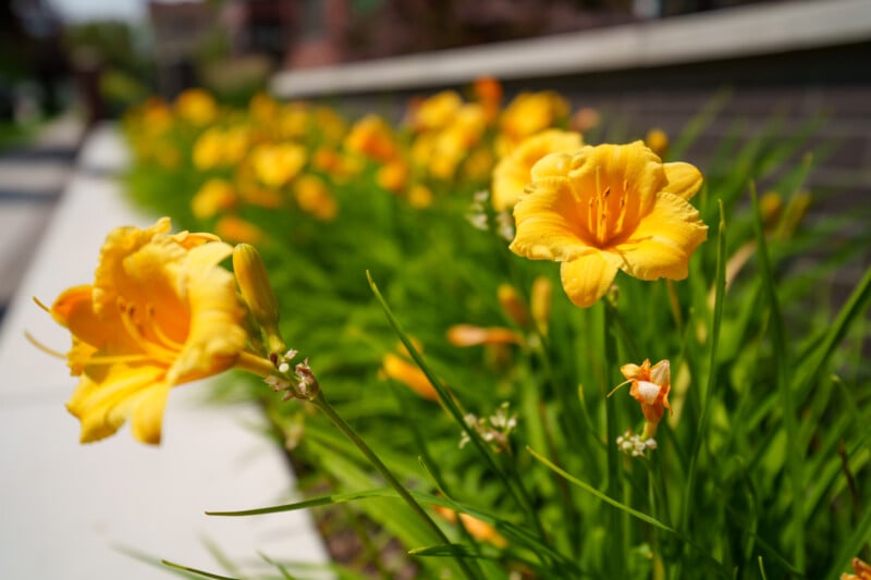 Close-up of vibrant yellow daylilies in bloom, with green leaves and more flowers blurred in the background along a sidewalk and brick wall on a sunny day.