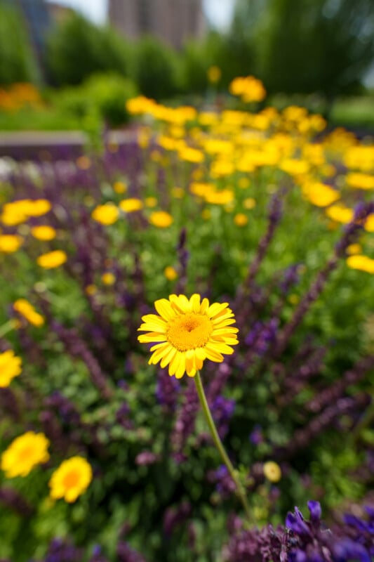 A close-up of a single yellow daisy in focus, surrounded by blurred yellow daisies and purple flowers in a garden with green foliage in the background.