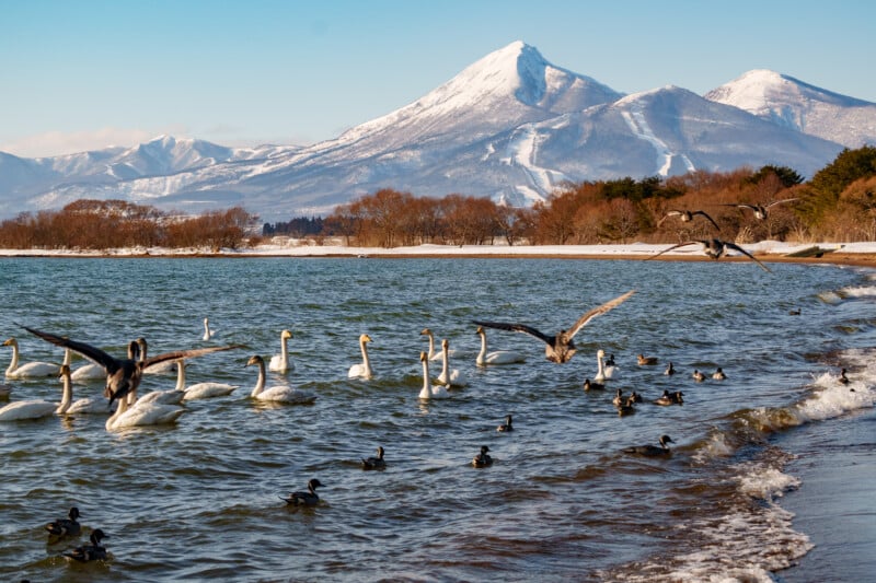 Swans and ducks float and fly over a lake with snowy mountains in the background. The scene includes a pebbled beach and scattered trees, under a clear blue sky.
