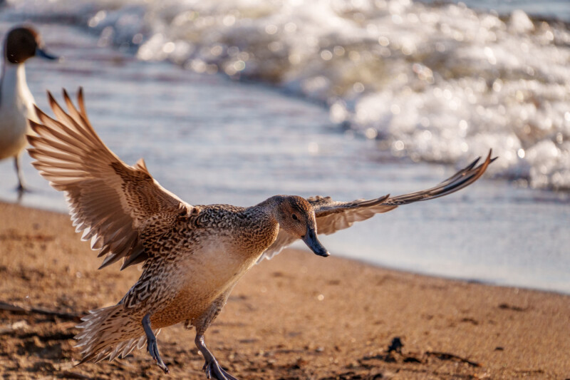 A duck gracefully flaps its wings while walking on a sandy beach, with gentle waves lapping at the shore in the background. Another duck is partially visible to the left.