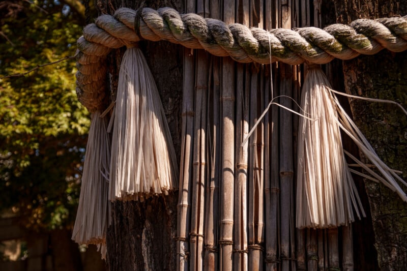 Close-up of a sacred ceremonial rope, shimenawa, woven from straw with hanging tassels, wrapped around a tree. The rope casts shadows on the tree bark, and sunlight filters through nearby leaves in a traditional Japanese setting.