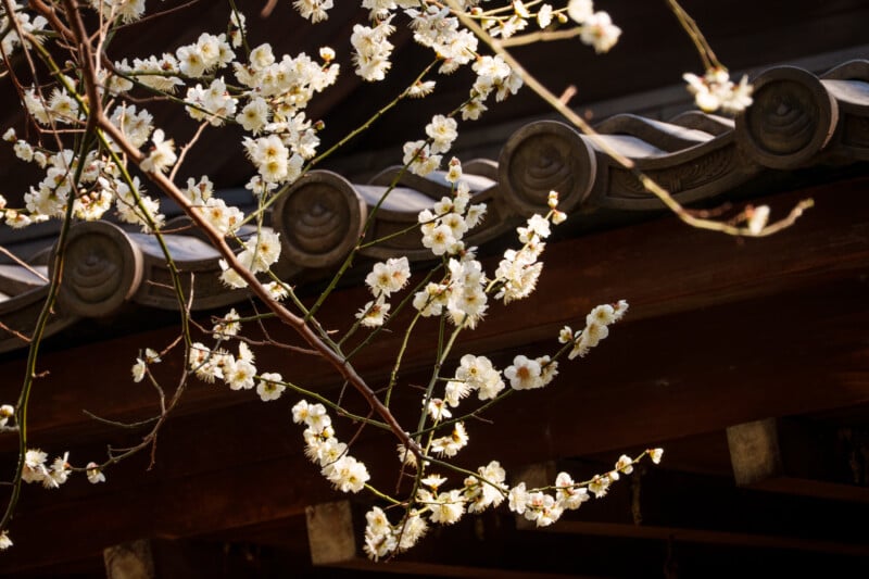 Branches of white blossoms in full bloom are seen against the backdrop of a traditional wooden structure with tiled roofing. The sunlight highlights the delicate petals, creating a serene contrast with the dark wood.