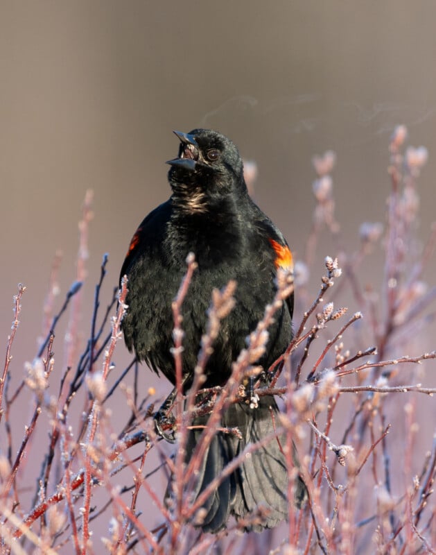 A black bird with red and yellow patches on its wings perches on frosty branches, its beak open as if singing, against a blurred background.