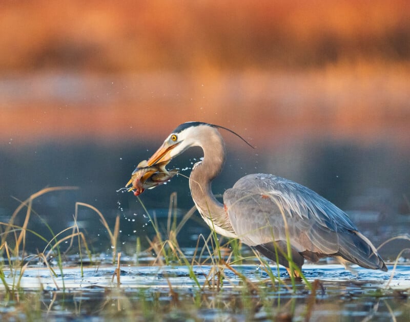 A great blue heron stands in shallow water, holding a fish in its beak. Water droplets splash around as the bird prepares to eat its catch. Grasses and a blurred, warm-toned background frame the scene.