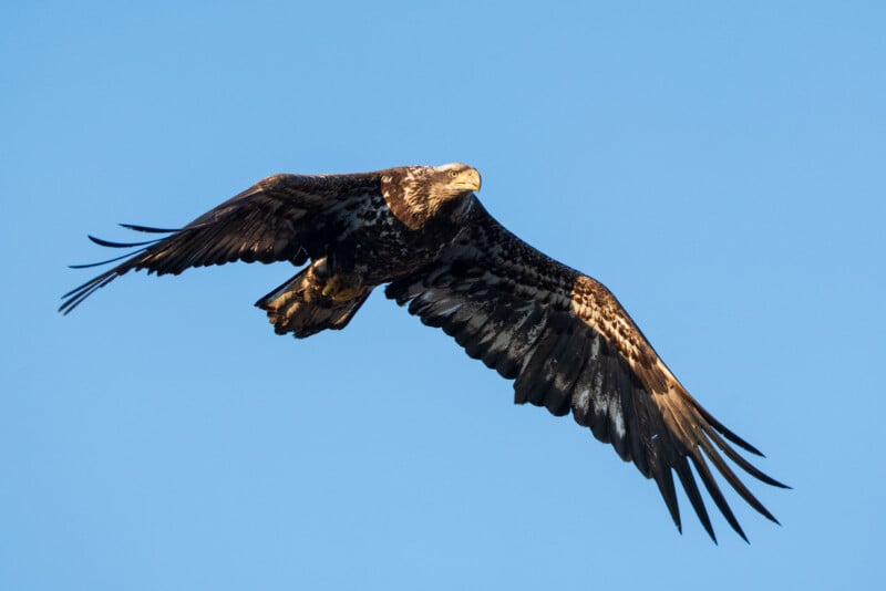 A large brown and white eagle with outstretched wings soars against a clear blue sky, showcasing its detailed feathers and powerful build.