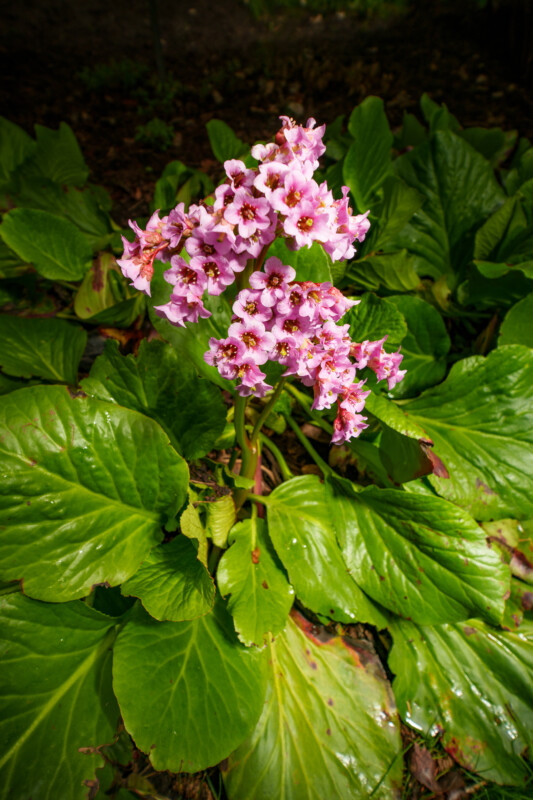 A cluster of pink flowers with dark centers grows above large, broad, glossy green leaves in a garden setting, lit by sunlight.