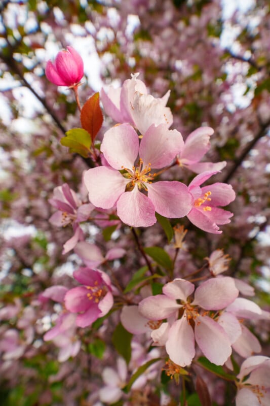 Close-up of pink cherry blossoms in full bloom on a tree branch, with soft-focus flowers and greenery in the background.