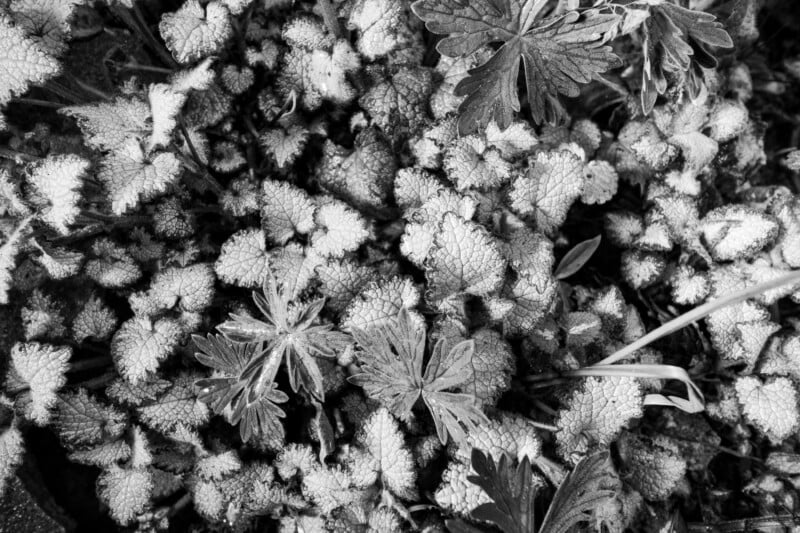 Close-up of frosted leaves and ground plants in black and white, showing intricate textures and patterns created by the ice crystals on the foliage.