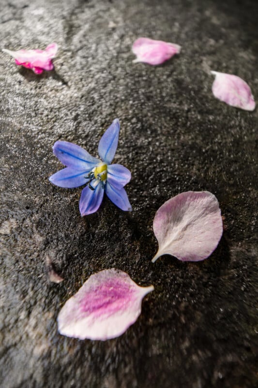 A single blue flower and several pink petals are scattered on a rough, dark textured surface. The scene creates a contrast between the delicate flowers and the rugged background.