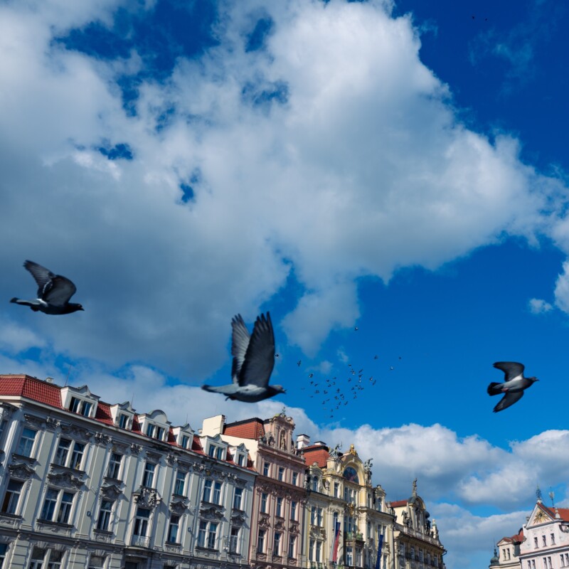 Pigeons fly in a bright blue sky with scattered clouds above ornate, historic buildings. The architecture features decorative facades and red tile roofs. A larger flock of birds is visible in the distance.