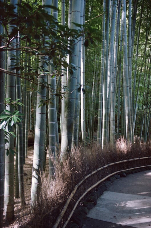 A winding path bordered by a simple wooden fence curves through a dense bamboo forest with tall, slender bamboo stalks and sunlight filtering through the green leaves.