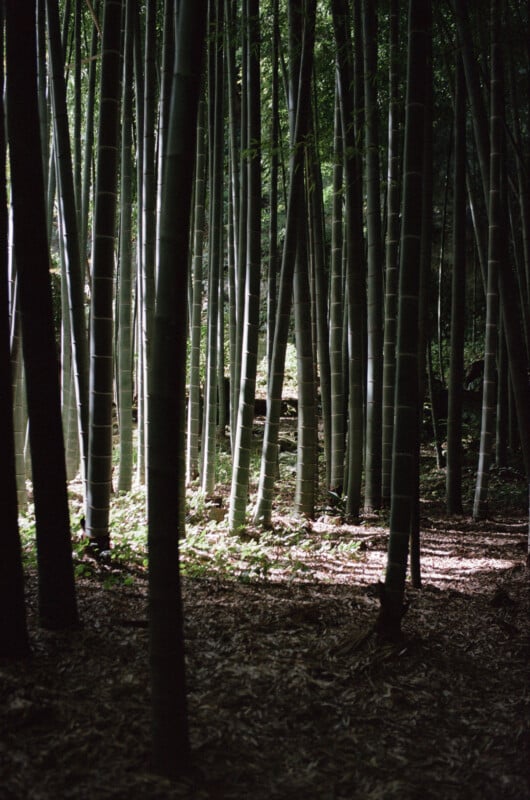 Tall bamboo stalks rise closely together in a shaded forest, with sunlight filtering through the trees, casting patches of light and shadow on the leafy forest floor.