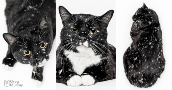 A black cat with white speckles and a white chest is shown in three poses on a white background: looking up, facing forward, and lying curled on its side. The cat has yellow eyes and looks curious.
