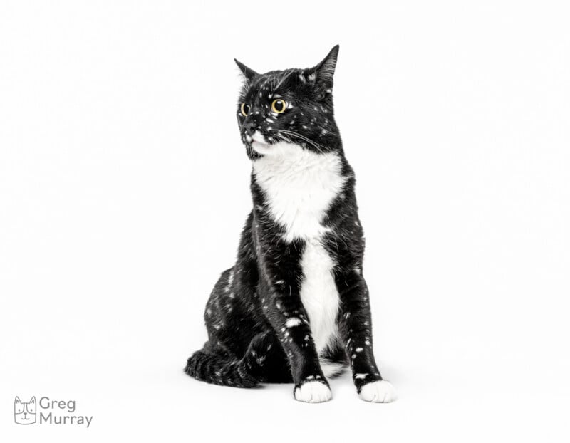 A black and white cat with white spots on its face, chest, legs, and paws sits against a plain white background, looking to the left. The image has the photographer's name, Greg Murray, in the bottom left corner.