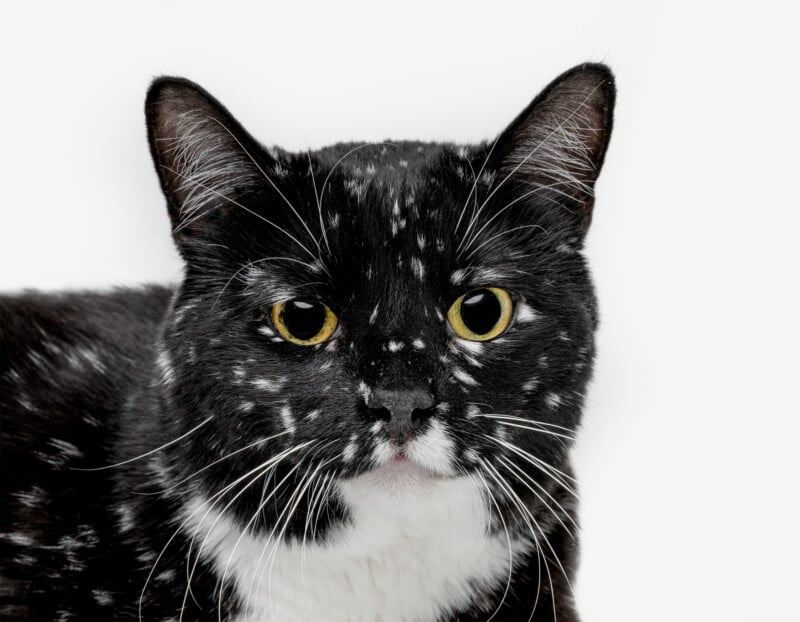 A black cat with yellow eyes and distinctive white spots on its face and chest looks directly at the camera against a plain white background.
