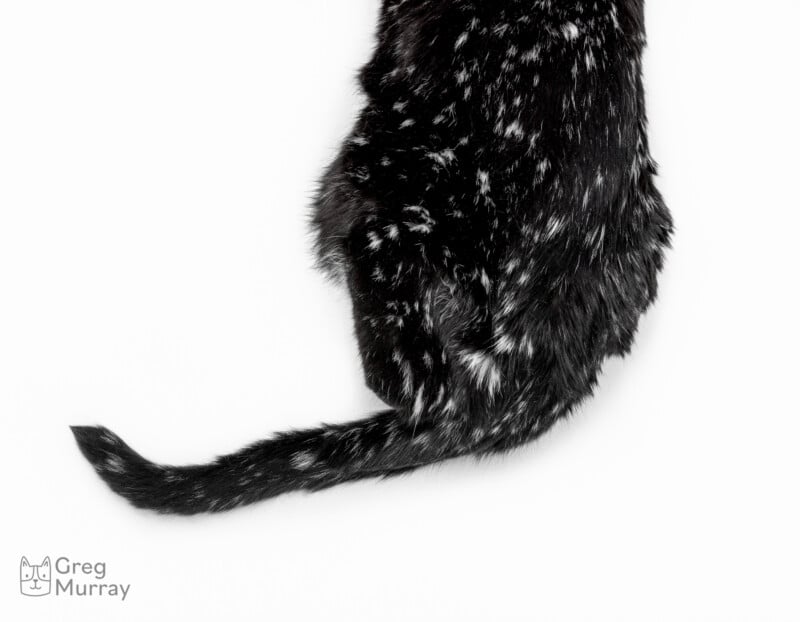 A close-up of the back and tail of a black cat with white speckles on its fur, set against a white background. The cat's head and legs are out of frame.