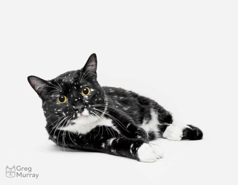 A black cat with white speckles, white paws, and a white chest lies on its side against a white background, looking toward the camera. The image is credited to Greg Murray in the bottom left corner.