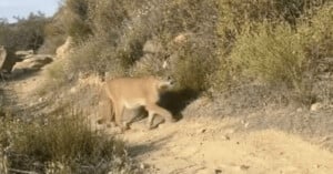 A mountain lion walks along a dirt trail surrounded by dry grass, bushes, and rocks in a hilly outdoor area.