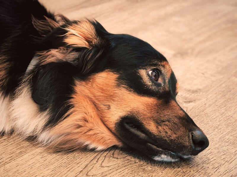 Close-up of a black and brown dog lying on its side on a wooden floor, looking off to the right with a calm, relaxed expression.
