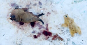 A polar bear and her cub rest on snowy, blood-stained ice next to the carcass of a walrus. The scene highlights survival and the harsh realities of life in the Arctic.