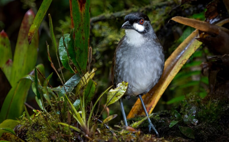 A gray and white bird with a black head and striking red eyes stands among green leaves and moss in a dense, wet forest habitat.