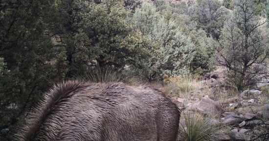 Camougfaged mountain lion stalking deer